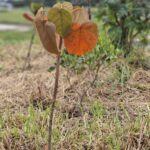 especies nativas para reforestación en Colombia