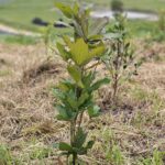 especies nativas para reforestación en Colombia
