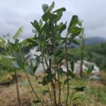 especies nativas para reforestación en Colombia