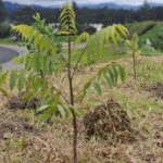 especies nativas para reforestación en Colombia