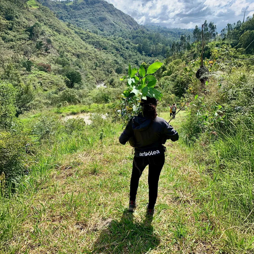 Cómo la reforestación combate el cambio climático