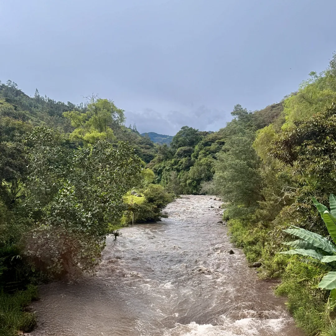 Reforestación con Impacto Hídrico