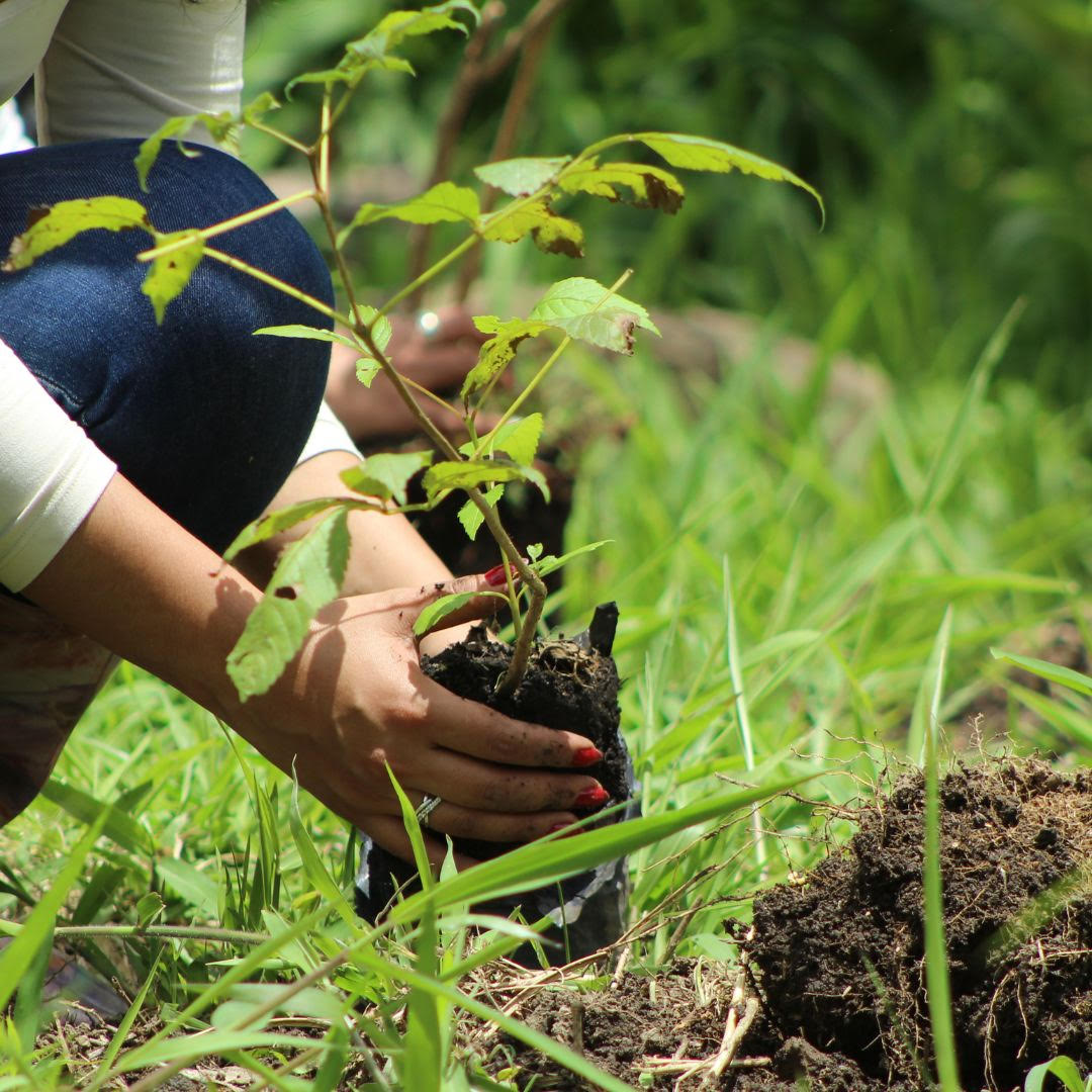 Empresas se suman a la reforestación en julio de 2025