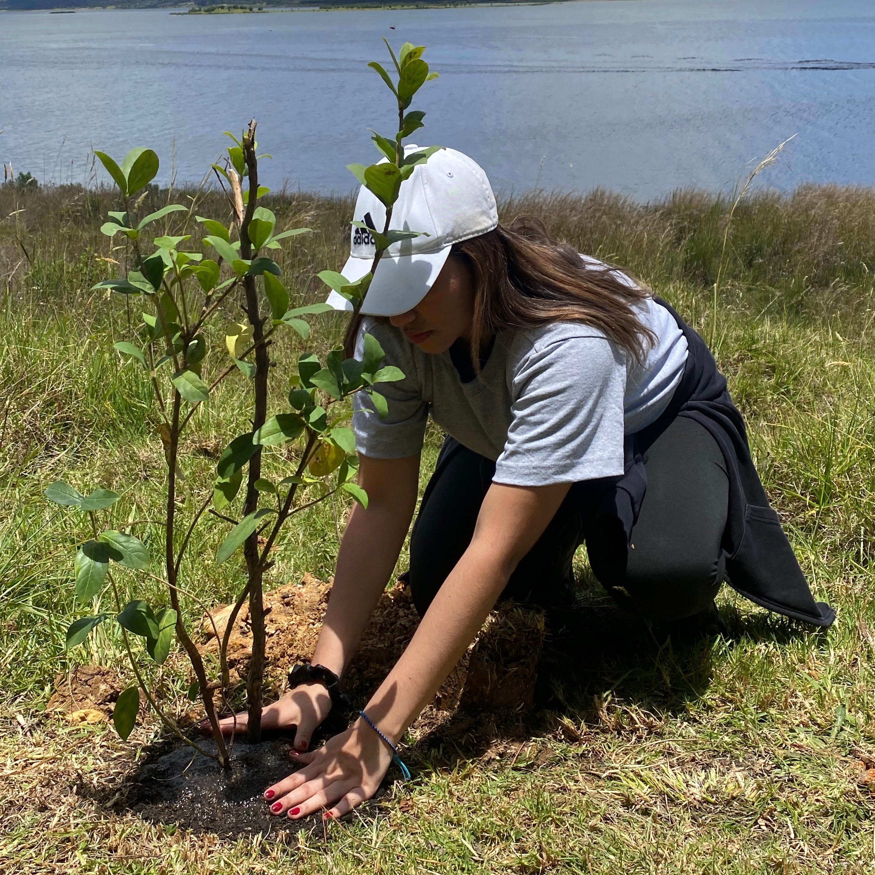 Guardianes del agua: siembra de árboles nativos en Guatavita