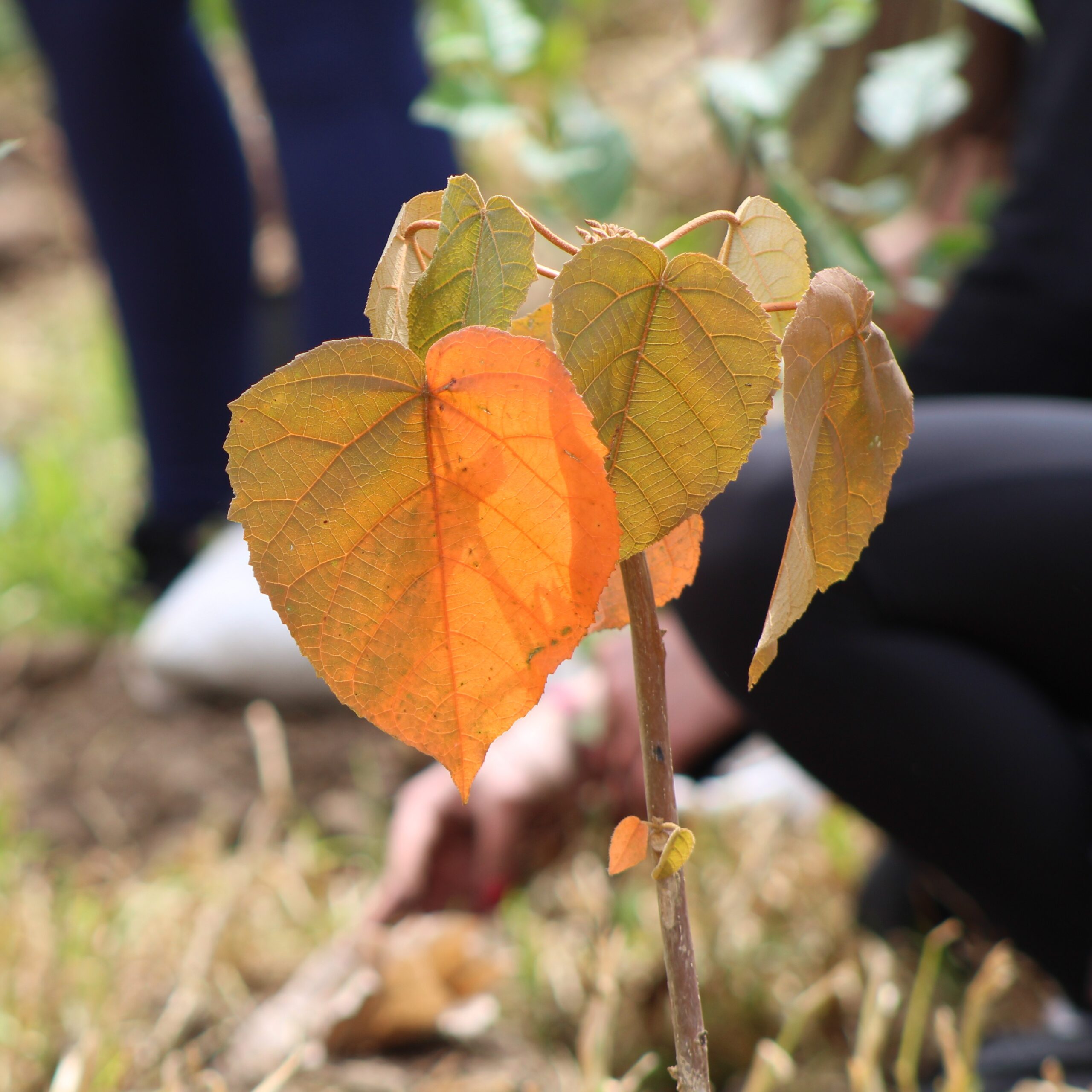 recuperación de ecosistemas en bosque nativo